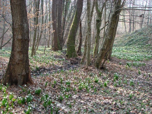 drijemovci 